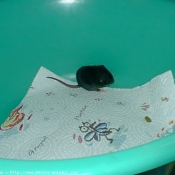 Photo de Rat