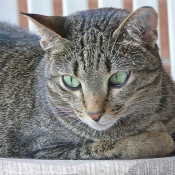 Photo d'Ocicat