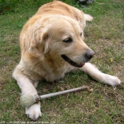 Photo de Golden retriever