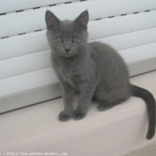 Photo de Chartreux