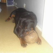 Photo de Rottweiler