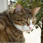 Photo de Chat domestique