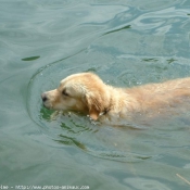 Photo de Golden retriever