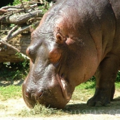 Photo de Hippopotame