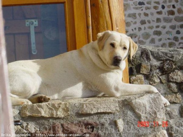 Photo de Labrador retriever