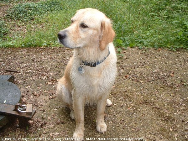 Photo de Golden retriever