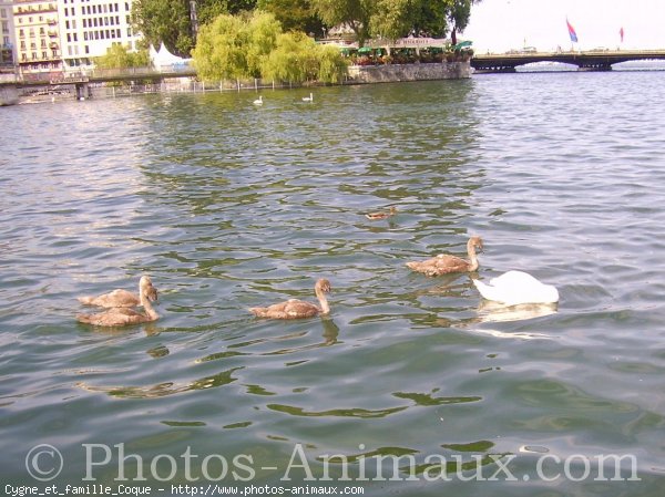 Photo de Cygne