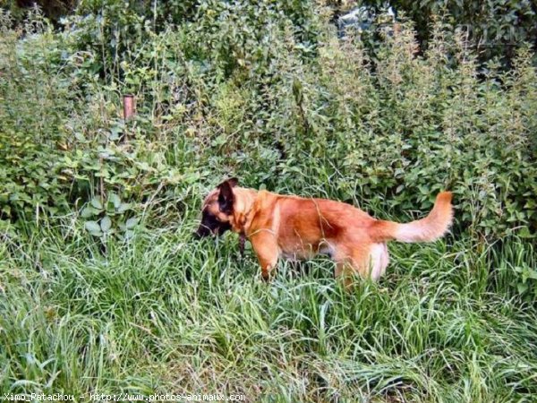 Photo de Berger belge malinois