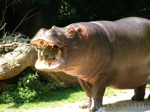 Photo de Hippopotame