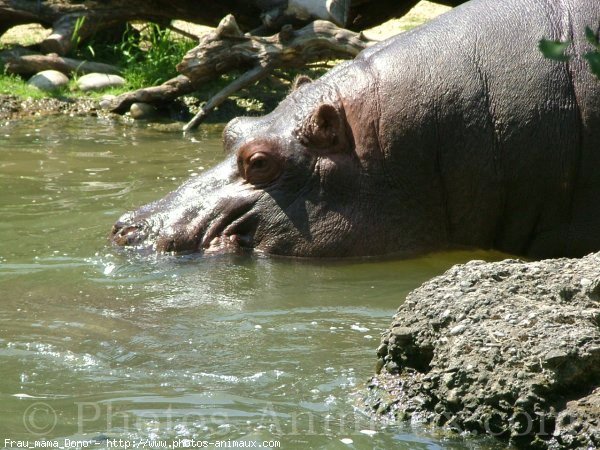 Photo de Hippopotame