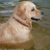 Photo de Golden retriever