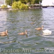 Photo de Cygne