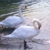 Photo de Cygne