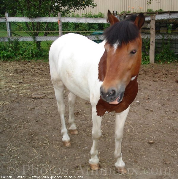 Photo de Poney franais de selle