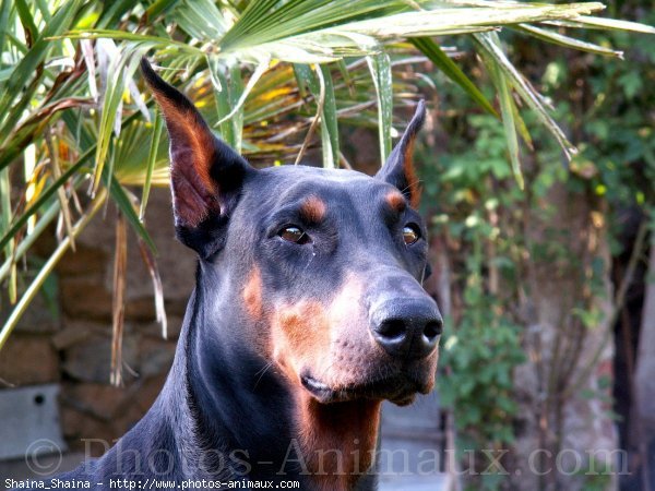 Photo de Dobermann