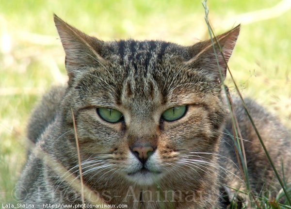 Photo de Chat domestique