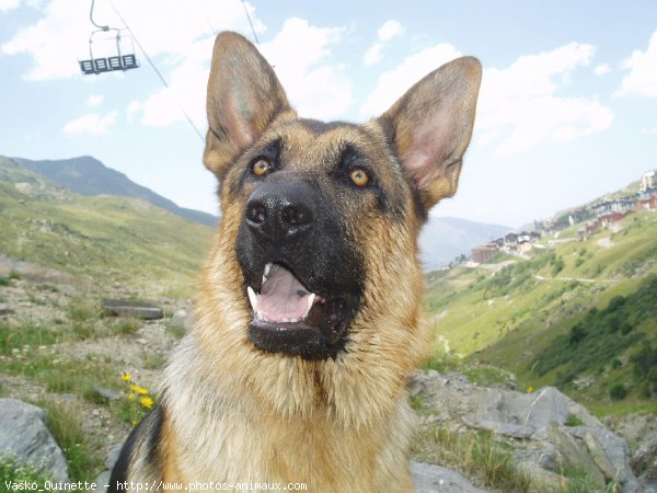 Photo de Berger allemand  poil court