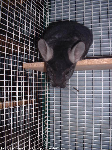 Photo de Chinchilla