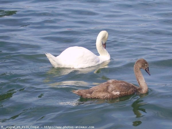 Photo de Cygne