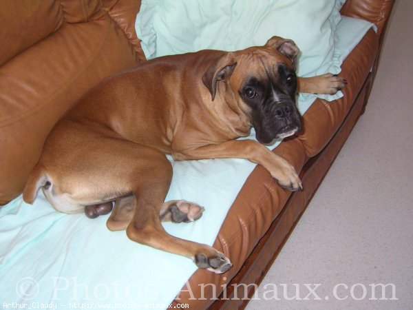 Photo de Boxer