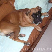 Photo de Boxer