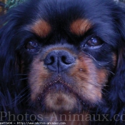 Photo de Cavalier king charles spaniel