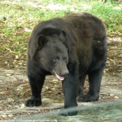 Photo d'Ours