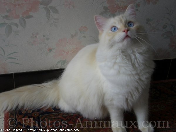 Photo de Ragdoll