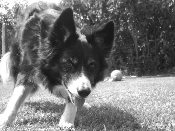 Photo de Border collie