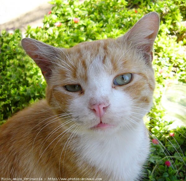 Photo de Chat domestique