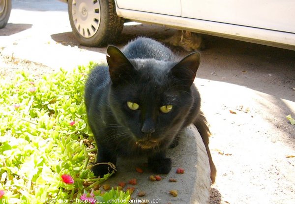 Photo de Chat domestique