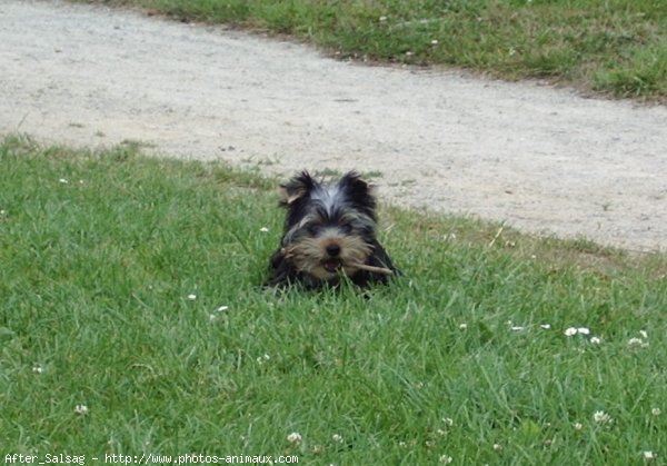 Photo de Yorkshire terrier