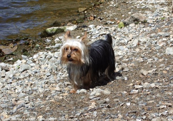 Photo de Yorkshire terrier