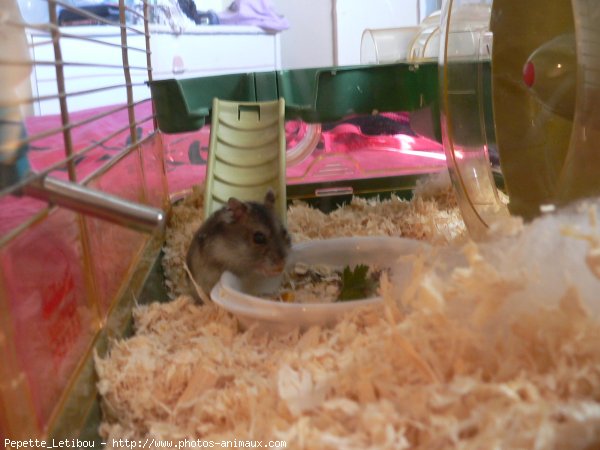 Photo de Hamster