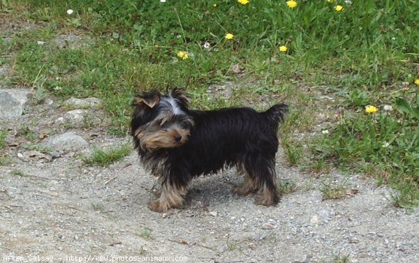 Photo de Yorkshire terrier