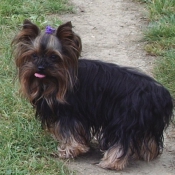 Photo de Yorkshire terrier