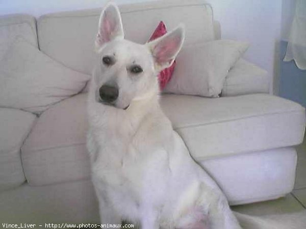 Photo de Berger blanc suisse