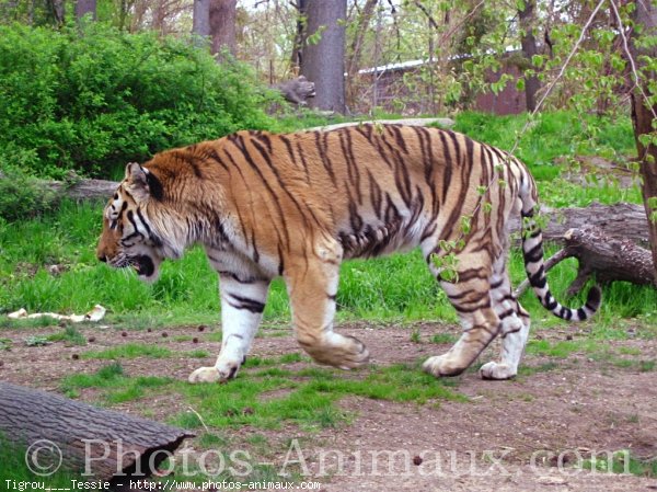 Photo de Tigre