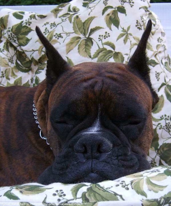 Photo de Boxer