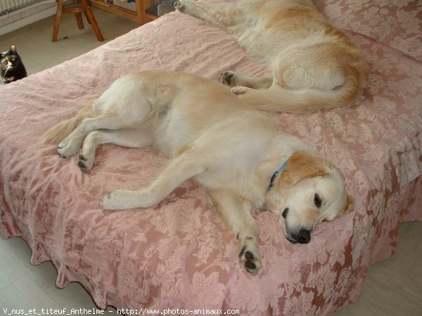 Photo de Golden retriever