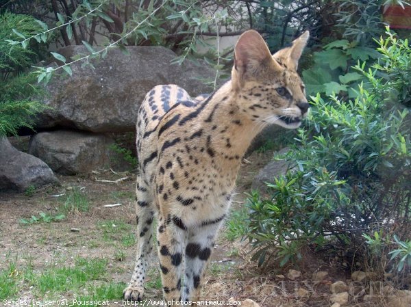 Photo de Serval