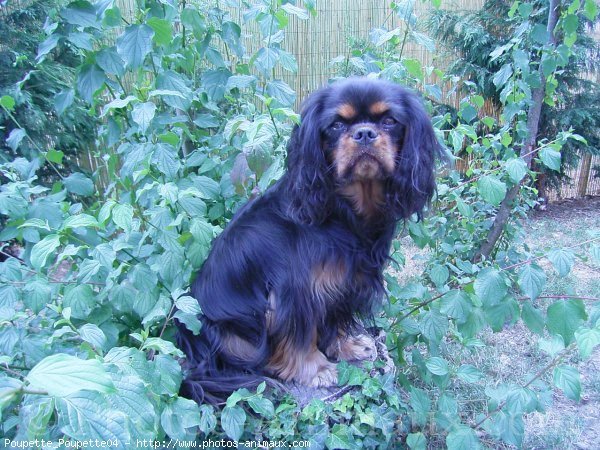 Photo de Cavalier king charles spaniel