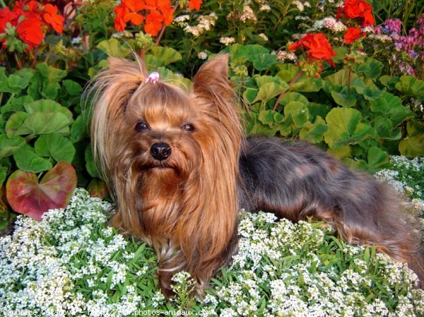 Photo de Yorkshire terrier