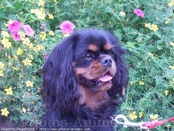 Photo de Cavalier king charles spaniel