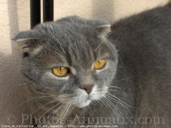 Photo de Scottish fold