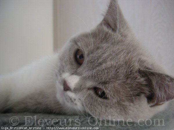 Photo de British shorthair