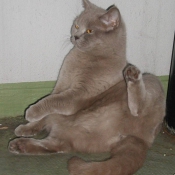 Photo de British shorthair