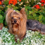 Photo de Yorkshire terrier