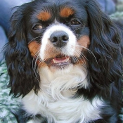 Photo de Cavalier king charles spaniel