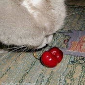 Photo de British shorthair